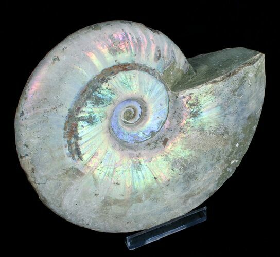 Inch Silver Iridescent Ammonite From Madagascar #4121
